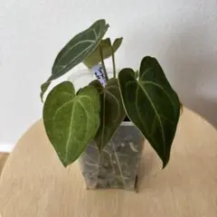 Anthurium guildingii グイルディンギー アンスリウム 2 - メルカリ
