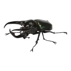 いきもの大図鑑　かぶとむし06　アトラスオオカブト