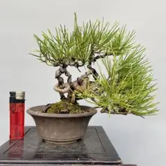 カリモク家具 karimoku 唐木 花梨 漆仕上げ 花台 盆栽台 飾り台 - メルカリ