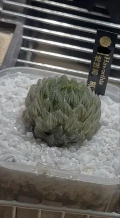 多肉植物 ハオルチア 翠雲錦 超美品 親株 極上斑 - メルカリ