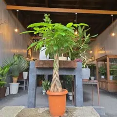 ①　パキラ　編み　8号特大苗木最高等級 ⑪ パキラ編み 8号特大苗木最高等級極上品‼️ - メルカリ