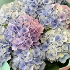 紫陽花苗【三河千鳥 ミカワチドリ】抜き苗 ネコポス - メルカリ