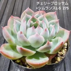 チェリーブロッサム × シムランスL-S 275 エケベリア 多肉植物 抜き苗