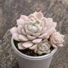 ミックン様 リクエスト 3点 まとめ商品