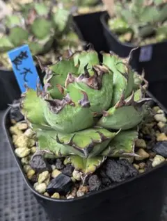 CLNN様 リクエスト 2点 まとめ商品