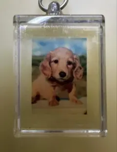 ダックスフンド 子犬 アクリルキーホルダー