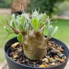 t*n様 オトンナ　ユーフォルビオイデス（抜き苗）！ 2025年最新】オトンナ ユーフォルビオイデスの人気アイテム