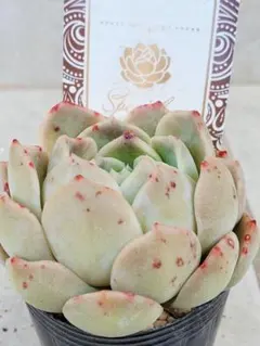 sato ☻︎様 リクエスト 4点 まとめ商品