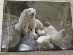 ホッキョクグマの日　ズーラシア　紙製ファイル　ゴーゴ　イッちゃん　ライのサムネイル