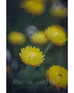宝石レンズ_Super_Takumar_前期型　55mm_f1.8_auのサムネイル