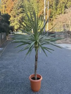 2026年最新】ニオイシュロランの人気アイテム - メルカリ