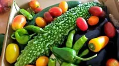 朝採れ 無農薬 野菜詰め合わせのサムネイル