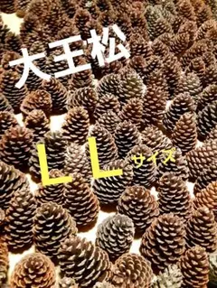 ぱーくんの大王松／松ぼっくり／100サイズ段ボール満タン