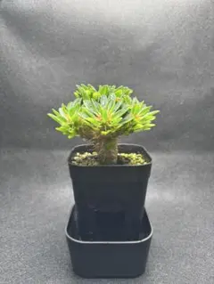 2025年最新】ユーフォルビア ギラウミニアナの人気アイテム - メルカリ