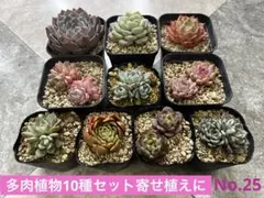No.25 多肉植物10種セット 寄せ植えに