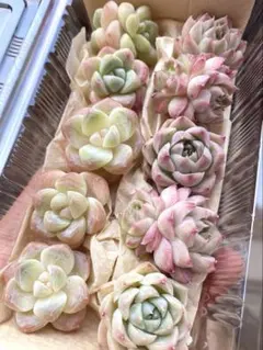 現品のみ❣️10苗詰め合わせセット❣️多肉 韓国苗 寄せ植え カット苗