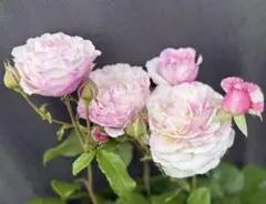 奇跡のバラ「カメオ」花付き接木苗 大株6号鉢 芳香種・希少品種 花木 薔薇C3のサムネイル
