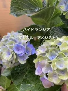 ☆売り尽くし☆ハイドランジア☆アジサイ5号鉢☆希少☆現品 - メルカリ
