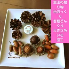 里山の贈り物　松ぼっくり　各種どんぐり　大きさ色いろ　図工