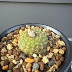 フライレア　豹の子　実生のサムネイル