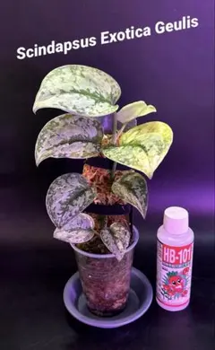 Scindapsus Exotica Geulis 1のサムネイル
