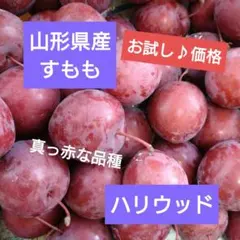 山形県産 すもも　ハリウッド　お試し♪価格　小さめ　約１キロのサムネイル
