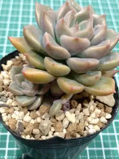ジェシー カット苗 つぶつぶ屋 5㌢ポット 多肉植物 微根あり - メルカリ