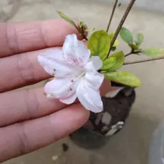 369雑貨店٩( ᐛ )و様 リクエスト 9点 まとめ商品