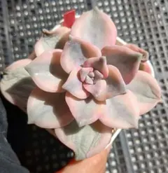 そらじろう様 リクエスト 2点 まとめ商品