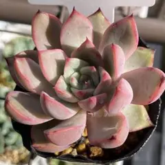 多肉植物 リンゼアナ✕ラウイ - メルカリ