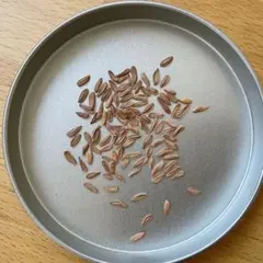 グラキリス ガーデニング