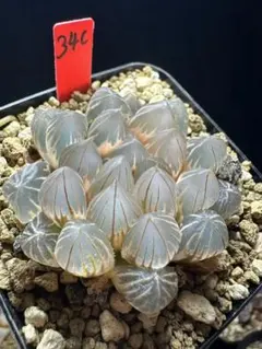10c 多肉植物 ハオルチア 老川オブツーサ錦糊斑 自家繁殖 鉢植え発送