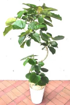 フィカス・ウンベラータ 8号 148cm S-shaped tree form - メルカリ