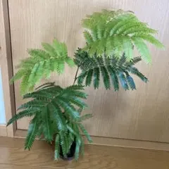 おまけ レア Nephrolepis pendula 垂れるシダ 抜苗 - メルカリ