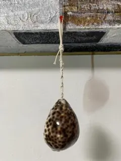 タカラガイ 貝殻 インテリア オーナメント
