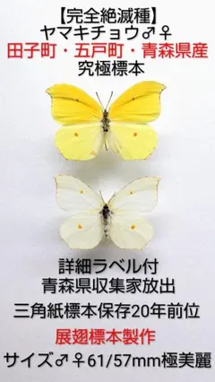 外国産蝶標本【稀貴重産地】ミヤマカラスアゲハ♂北方領土色丹島産