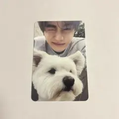 ジャンハオ zb1ゼベワン 封入 トレカ 犬 - メルカリ