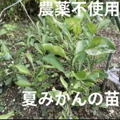 【農薬不使用】夏みかんの苗 抜き苗 果物の苗 シンボルツリーに☆⑥