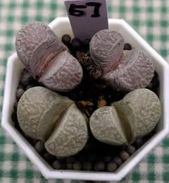 リトープス　抜き苗 多肉植物 リトープス コレクション紫色系 1.2cm 9点セット 抜き苗