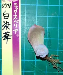 5*A様 白染華　おらいさん　小苗・発根済み