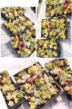 多肉植物✿ 20種ほど、カット苗 寄せ植えに 詰め合わせ レアセダム入りのサムネイル