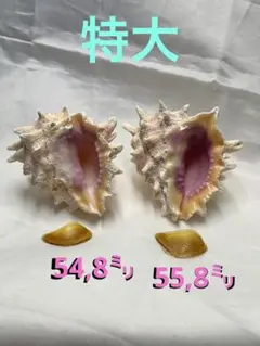 貝殻標本　アカイガレイシガイ❷ 蓋付　特大