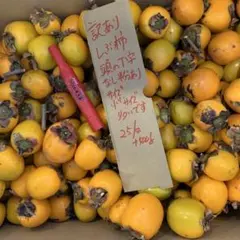 和歌山県産　訳あり渋柿25㎏ 頭のT字がないのもあります。　小小サイズメイン