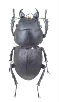 2026年最新】チリクワガタ 標本の人気アイテム - メルカリ