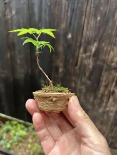 ミニ盆栽 豆盆栽 もみじ　山紅葉のサムネイル