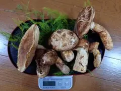 太め肉厚アク少ない真竹の筍 千葉産地直送 新鮮20kg ぬか付き 太め肉厚アク少ない真竹の筍 千葉産地直送 新鮮20kg ぬか付き - メルカリ