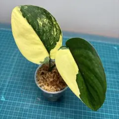 funako.様 リクエスト 2点 まとめ商品