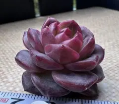 ぷ*ょ様 No.e207 新入荷　紅熊獅　エケベリア　多肉植物　撮影12月3日
