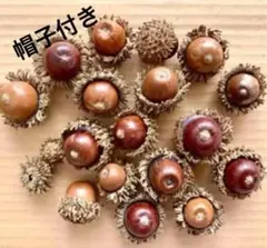 クヌギ の実（帽子付き）17個＋αセット（K）〈処理済〉