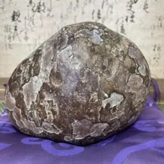 ダクティリオセラス　英国産　ノジュール標本　極美麗　超特大　80mm ダクティリオセラス 英国産 ノジュール標本 極美麗 超特大 80mm - メルカリ